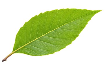 An outstretched olive leaf isolated on a white background, PNG. 