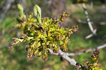 Tree with new shoots beautifies the forest