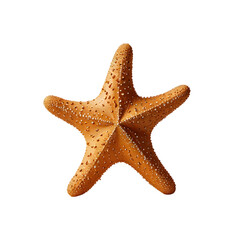 Starfish Illustration isolated on white background