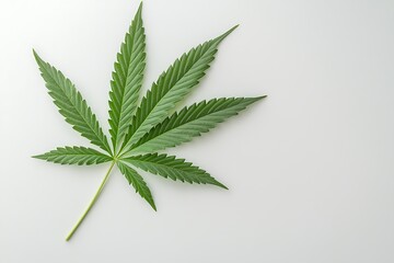 Cultivating cannabis exploring hemp leaves botanical gardens close-up photography natural light