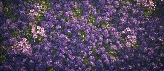 Fototapeta premium Vibrant purple and pink floral background with abundant blossoms and greenery suitable for text overlay and design purposes Copy Space