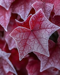 Fototapeta premium Red leaves covered with frost in a close up view showing intricate details of the leaf structure