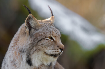 Tierportrait eines Eurasischen Luchs (Lynx lynx)