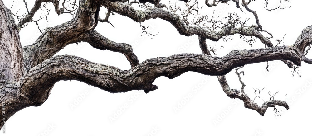 Poster detailed close-up of gnarled tree branches against a white background, showcasing intricate textures