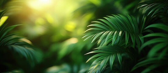 Lush green tropical foliage in soft focus with sunlight filtering through creating a vibrant natural background Copy Space
