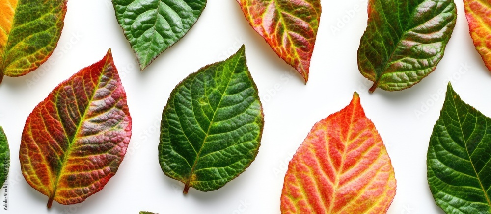 Poster colorful autumn leaves arranged on a white background with ample copy space for text insertion