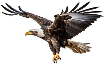 Bald eagle animal flying bird.