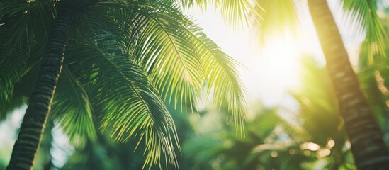 Fototapeta premium Sunlight Filtering Through Tropical Palm Leaves in Lush Greenery with Copy Space
