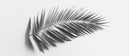 Obraz premium Monochrome palm leaf on white background with copy space