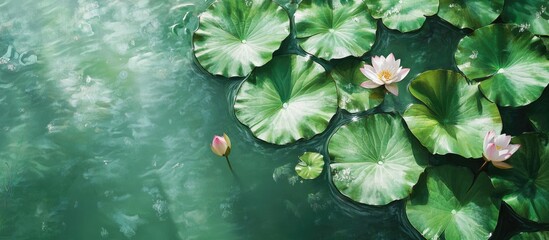 Water lily leaves and flowers on a tranquil pond surface with a gentle green hue and Copy Space for text placement