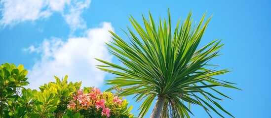 Tropical Palm Tree with Blue Sky and Clouds Background