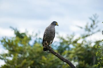 Crested Serpent Eagle Perched on a Branch in Yala National Park, Sri Lanka