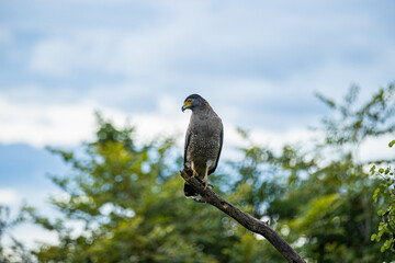 Crested Serpent Eagle Perched on a Branch in Yala National Park, Sri Lanka