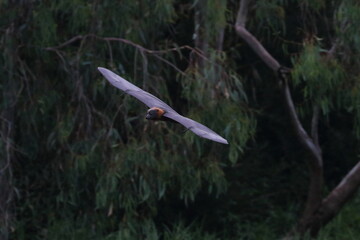 flying fox