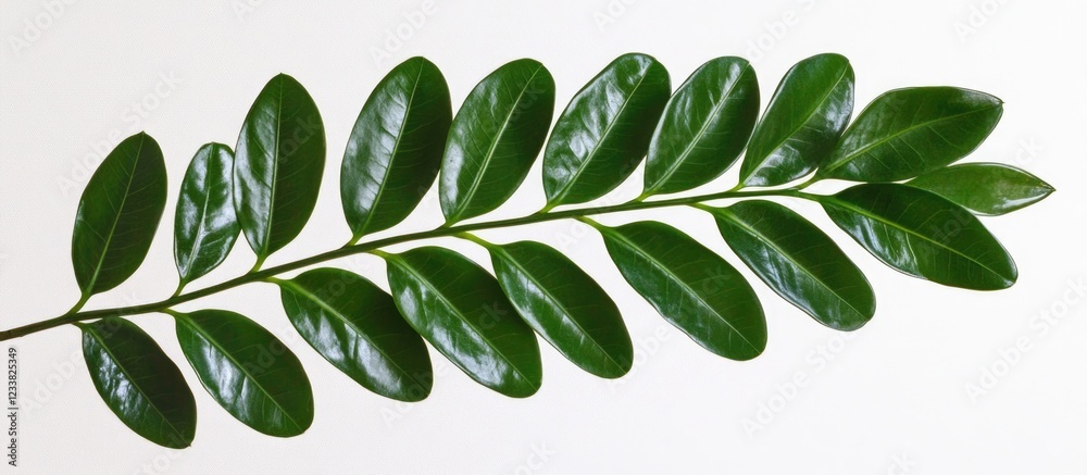 Poster Green glossy leaf branch with multiple leaflets on a white background featuring Copy Space.