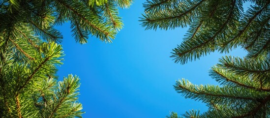 Pine tree branches framing a clear blue sky with copy space for text
