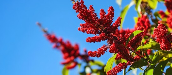 Red sumac plant with vibrant clusters of berries against clear blue sky background
