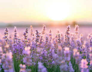 Naklejka premium lavender field. golden sunset light.