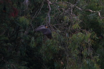 flying fox