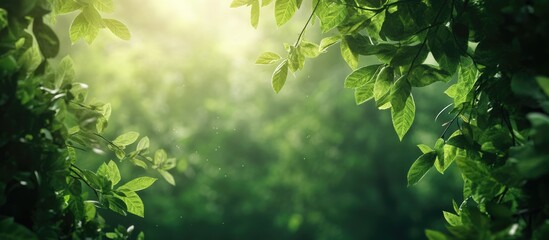 Obraz premium Lush Green Leaves Canopy Filtering Sunlight in Forest Setting Ideal for Campaigns Focused on Environmental Conservation and Biodiversity Awareness