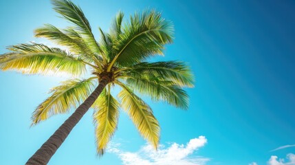 Obraz premium Lush palm tree under clear blue sky with ample negative space for text placement in tropical setting