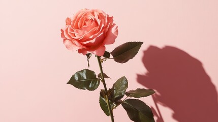 Fototapeta premium Elegant Pink Rose Blossom Against a Soft Pink Background