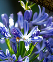 Une belle abeille sur une fleur bleue © chloe