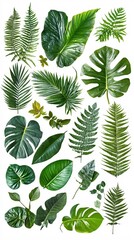 Assorted green leaves of various tropical plants on a white background in a flat lay style