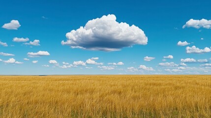 Obraz premium Vast Golden Field Under Bright Blue Sky with Fluffy White Clouds