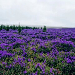 Obraz premium Expansive Lavender Fields Under a Cloudy Sky in Nature Landscape