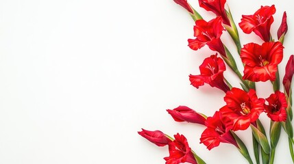 Vibrant red gladiolus flowers arranged on a white background with ample space for text or graphics in a stylish layout.