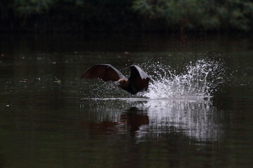 Obraz premium flying fox