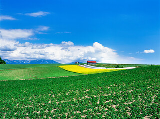 菜の花と小屋（美瑛町）