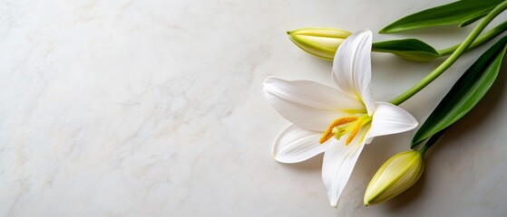 A delicate white lily with green buds, resting on a light background, symbolizing purity and elegance.