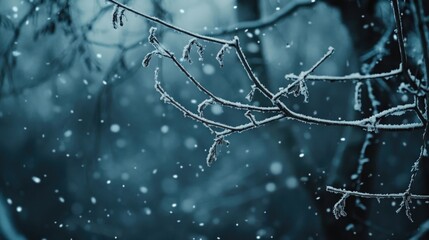 Serene winter forest scene with gently falling snow and frosted branches creating a calm atmosphere for potential text overlay