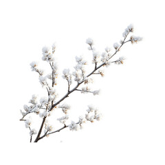 Obraz premium Frost-Covered Branches in Morning Light Isolated on Transparent Background