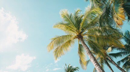 Tropical paradise scene featuring lush palm trees against a bright sky with ample space for overlaying text or branding elements.