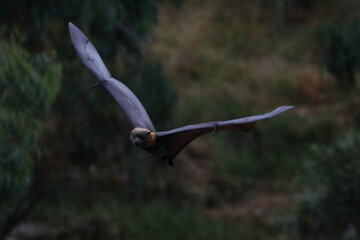 flying fox