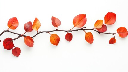 Colorful autumn leaves branch on a clean white background with ample empty space for text or graphic overlays.