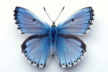 Obraz premium Common blue butterfly animal insect white background.
