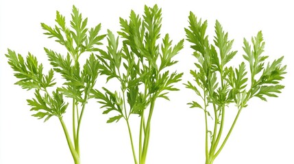 Fresh green carrot tops and stalks arranged isolated on a clean white background showcasing their vibrant color and texture.