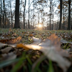 Captivating autumn landscape forest nature soft afternoon light vibrant colors ground viewpoint