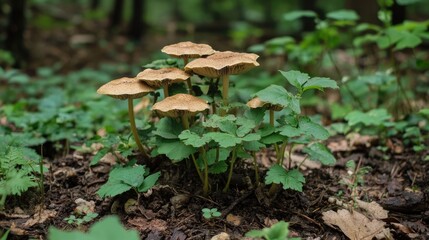 Fungi and Greenery Flourishing in a Serene Forest Environment
