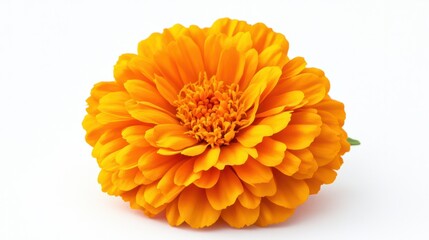 A bright marigold flower head with symmetrical petals, placed neatly on a white background