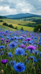 Cornflowers blooming in a meadow with rolling hills and cloudy sky