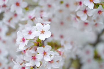 桜