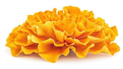 A detailed view of a marigold flower with delicate petal structures, isolated on white