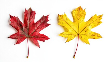 Fototapeta premium Autumn maple leaves in vibrant red and yellow on a white background providing ample copy space for creative text or designs