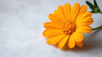 A freshly cut marigold with bright orange petals, softly resting on a white surface