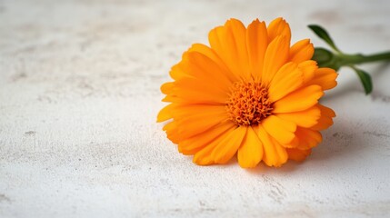 A freshly cut marigold with bright orange petals, softly resting on a white surface